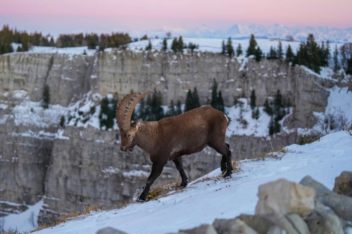 A wild Alpine ibex on the rim of the Creux du Van rock amphitheatre in the Jura