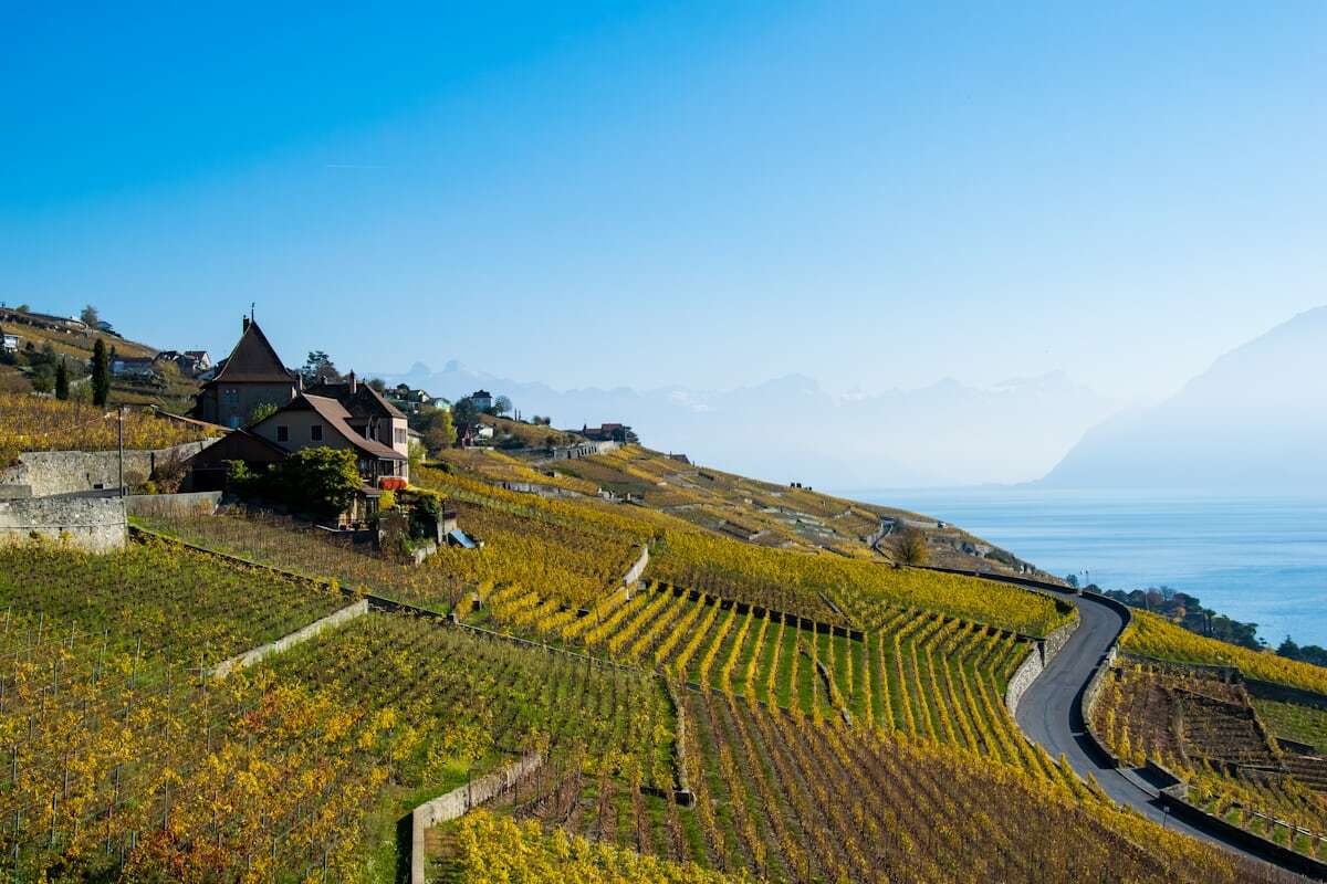 Terraced Lavaux vineyards descending to Lake Geneva